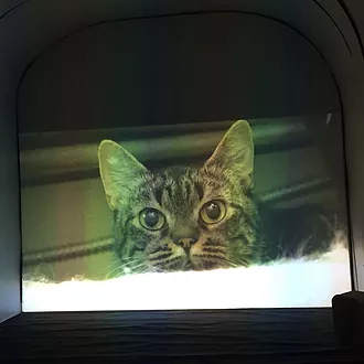 a projection of a tabby cat with big eyes