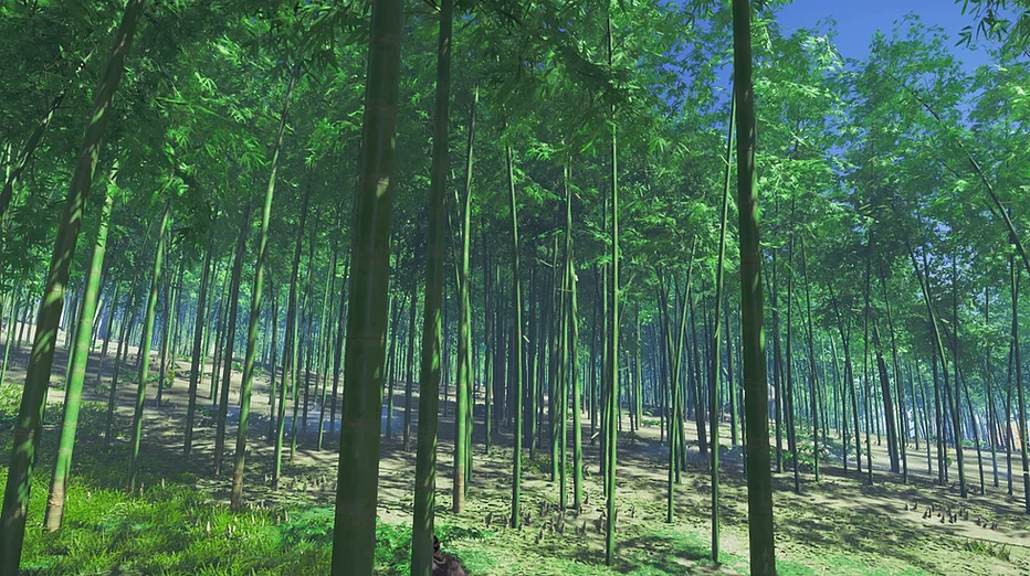 a deep bamboo forest