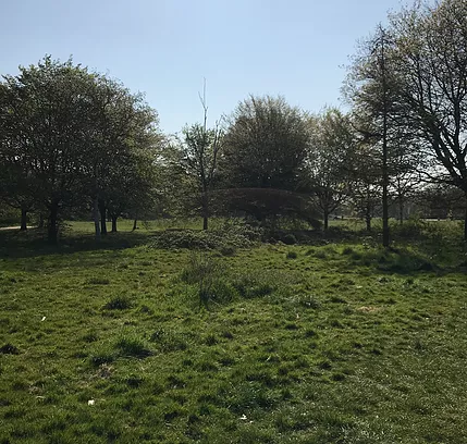 tufts of grass beginning to overgrow in a park below trees