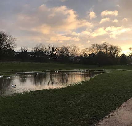 a flooded section of a field reflects the trees on the horizon