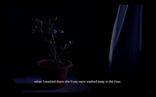 a potted plant is shot in the dark with the caption &lsquo;when i reached there, the fruits were washed away in the river&rsquo;
